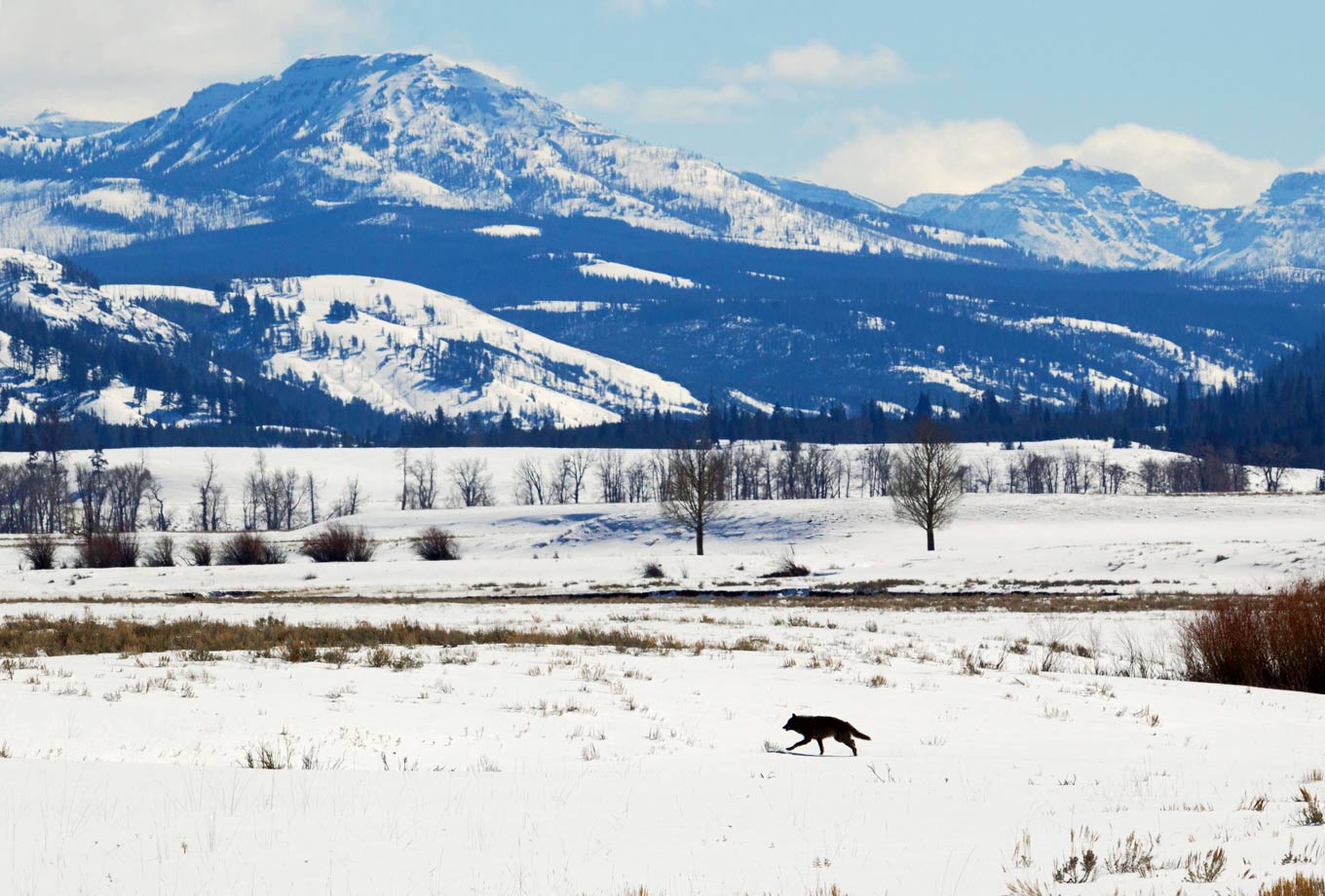 Winter wolf at Lamar Valley in Yellowstone National Park